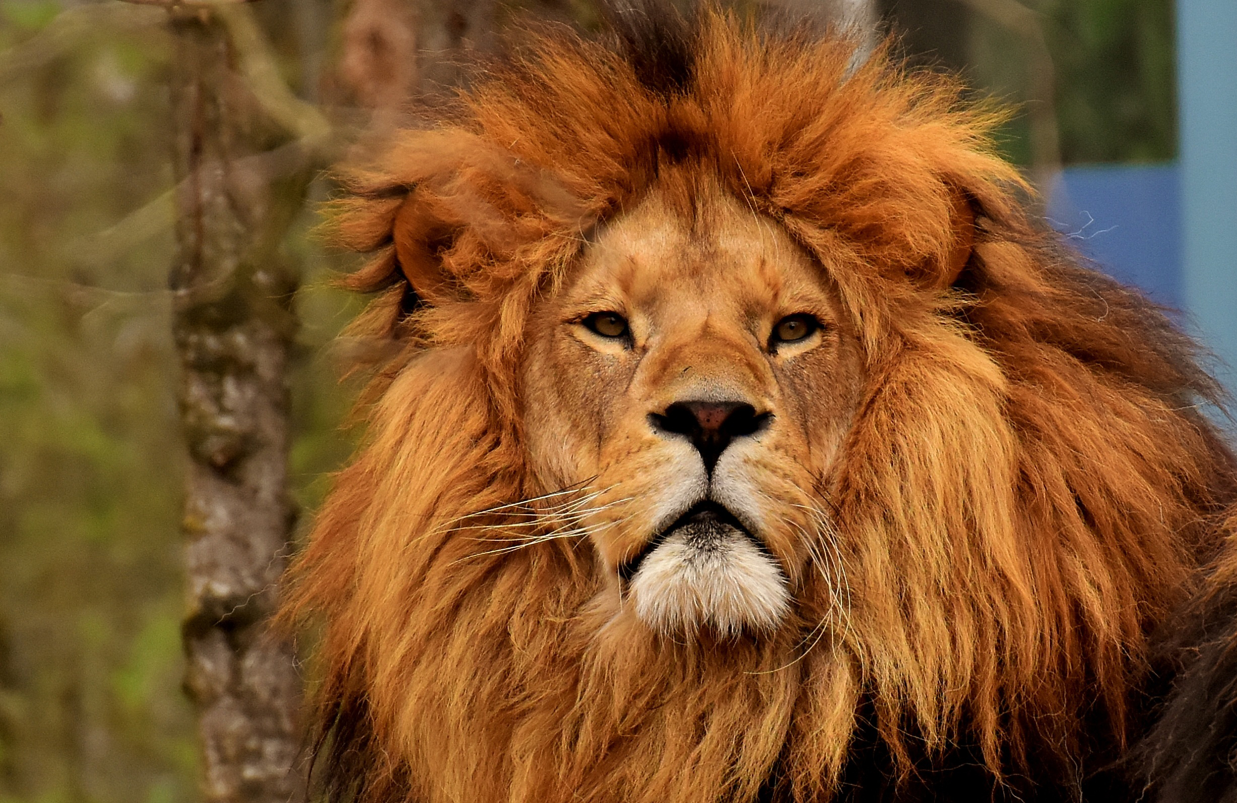 📷 O leão do IR está atento | Pixabay