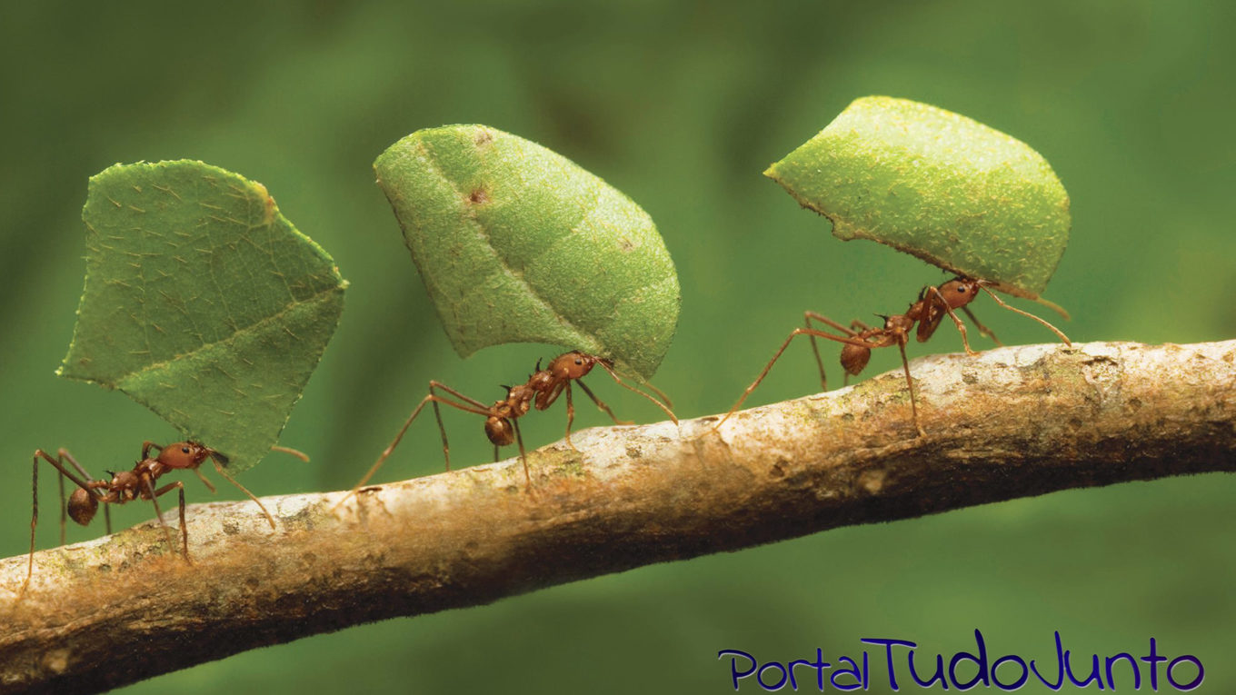 Você acredita que formiga faz bem para a vista? Não tenha certeza disso!